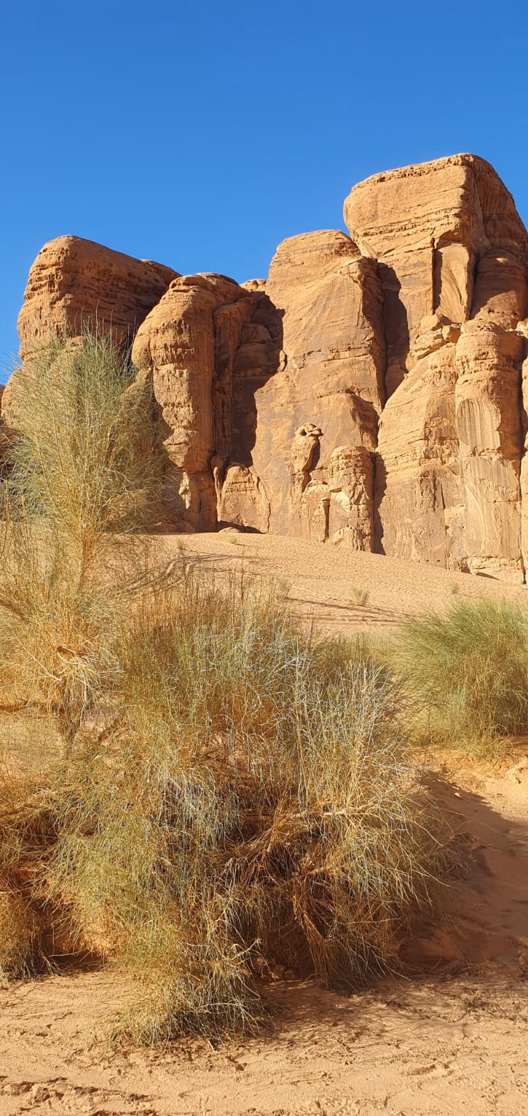 Bird in Burrah Canyon in Wadi Rum, Jordan