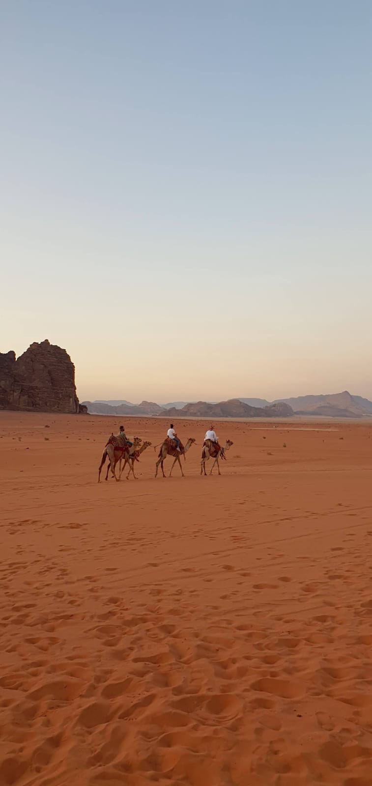 Camels in Wadi Rum Desert, Jordan
