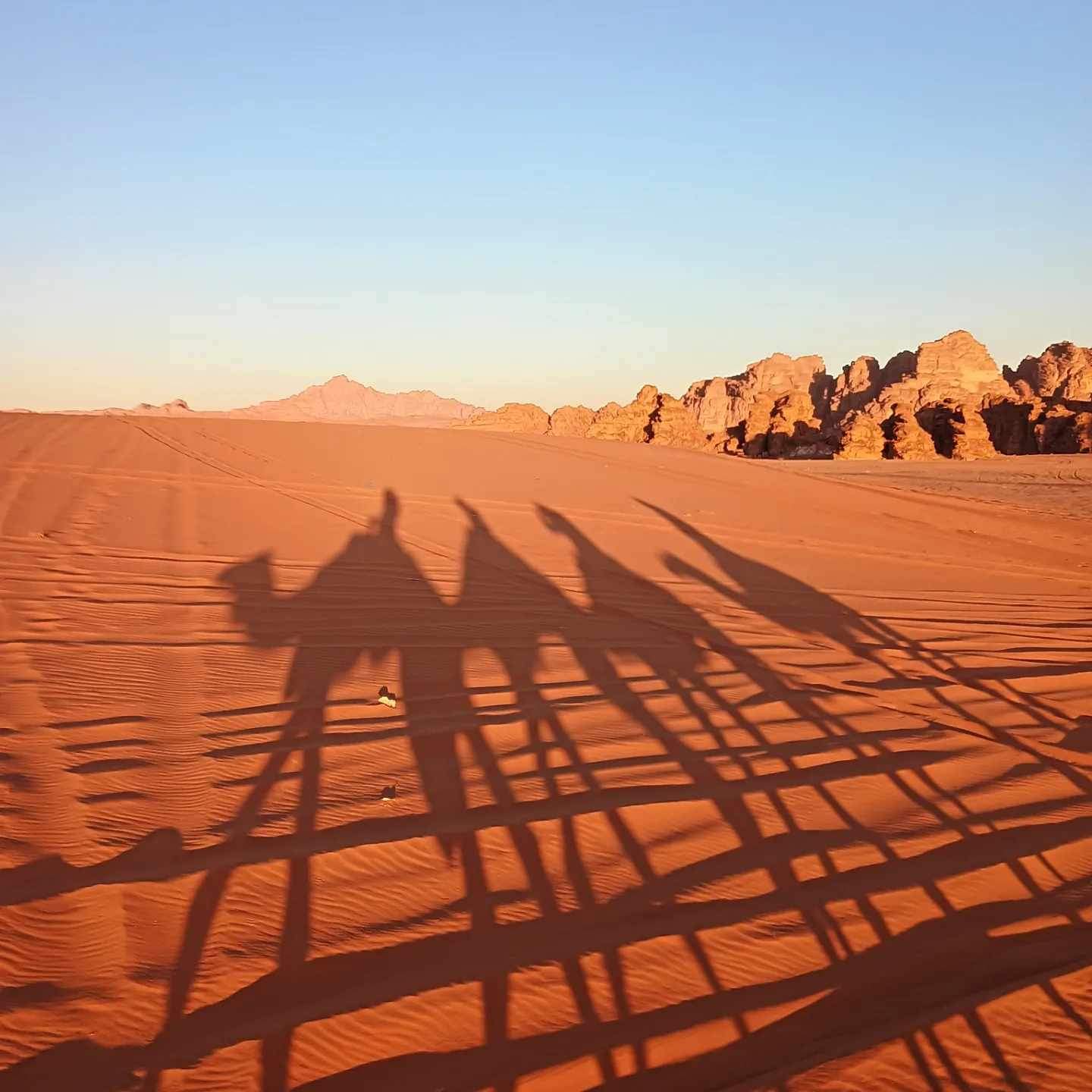 Camel Shadows on the sand in Wadi Rum Desert, Jordan