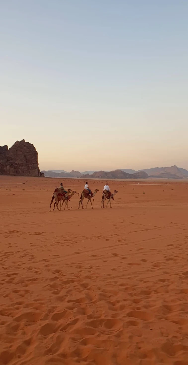 Camel caravan crossing Wadi Rum at sunrise